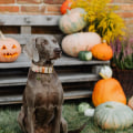 Fall Festivals in Tarrant County, Texas: A Pet-Friendly Guide for You and Your Furry Friends