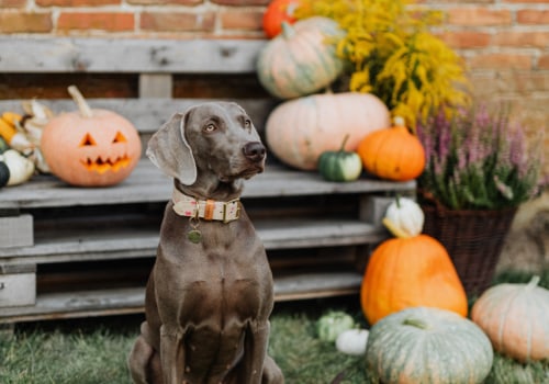 Fall Festivals in Tarrant County, Texas: A Pet-Friendly Guide for You and Your Furry Friends